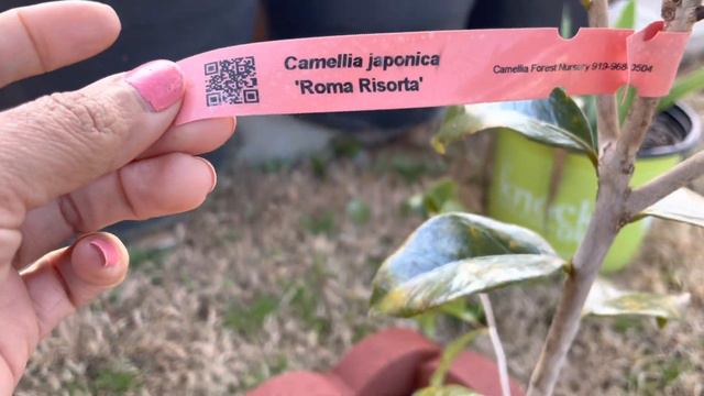 Camellia Japonica “ROMA RISORTA” смотреть онлайн