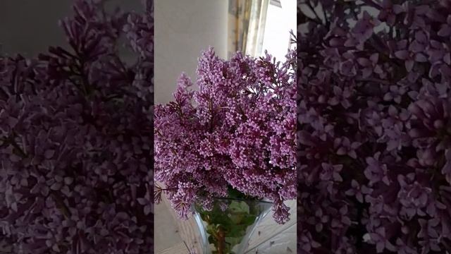 Сирень Венгерская. Чудо как хороша! смотреть онлайн