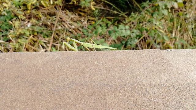 Самый разный Сочи. смотреть онлайн