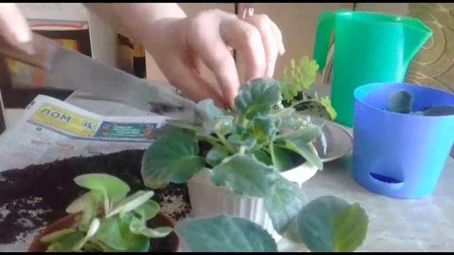 Размножение фиалки черенками. смотреть онлайн