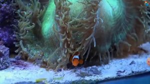 Как рыбы плавают в море