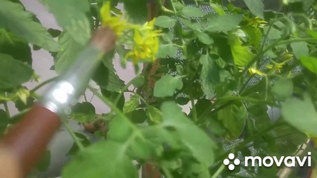 Гидропоника Опыление растений NFT система смотреть онлайн