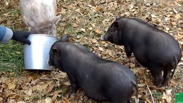 Вислобрюхая свинья: выгодное выращивание – корма и подкормки смотреть онлайн