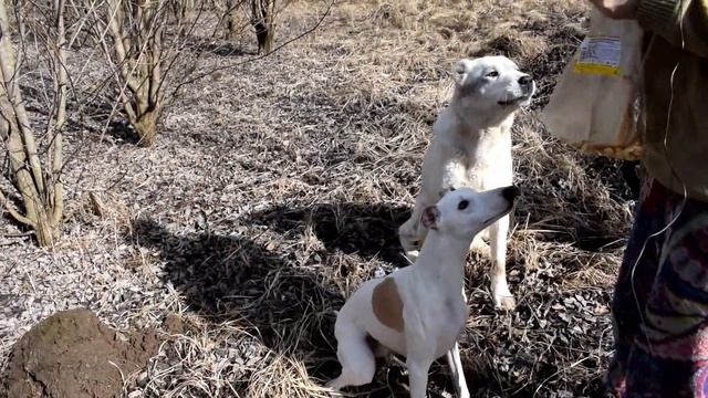 НАДЕЕМСЯ ЭТА ЗАРАЗА ДО НАС НЕ ДОЙДЕТ смотреть онлайн