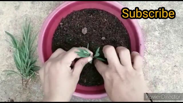 How to grow dianthus from cuttings/how to propagate dianthus from stem cuttings #dianthus смотреть онлайн