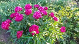 Пионы.Сорт Армани открыл цветы.Середина июня 2023г.