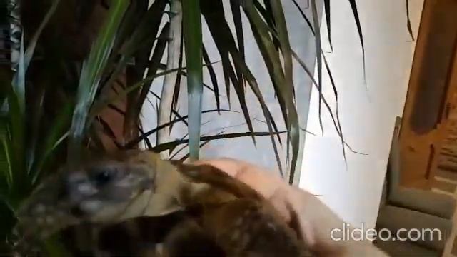 Среднеазиатская сухопутная черепаха (Turtle) КЕША очень привлекательный и фотогеничный