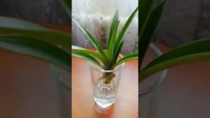 Посадка ананаса с отростка в домашних условиях