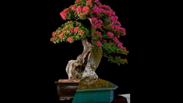 Mix-color Bougainvillea Spectabilis Bonsai смотреть онлайн
