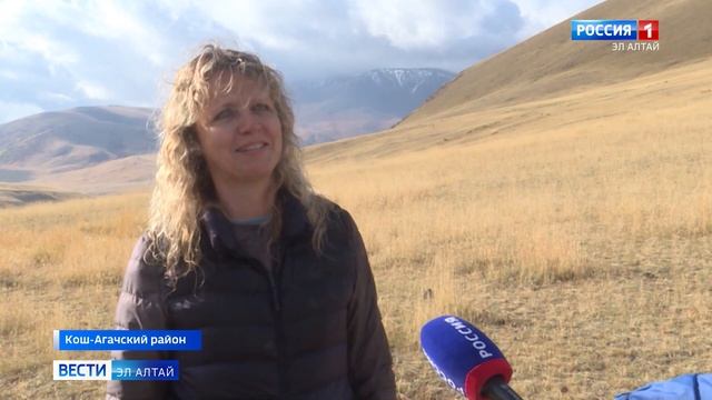 Четверо самцов аргали из Новосибирского зоопарка возвратились в Сайлюгемский парк смотреть онлайн