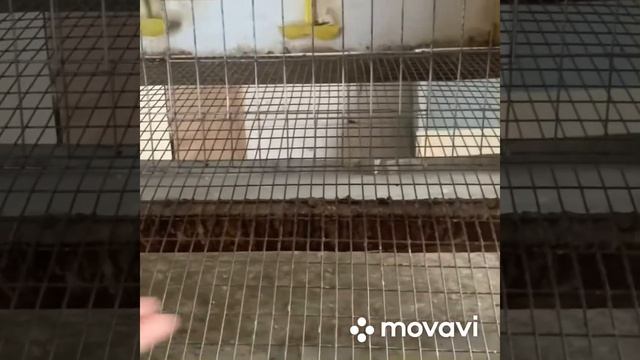 Сделать клетку для перепелов своими руками смотреть онлайн