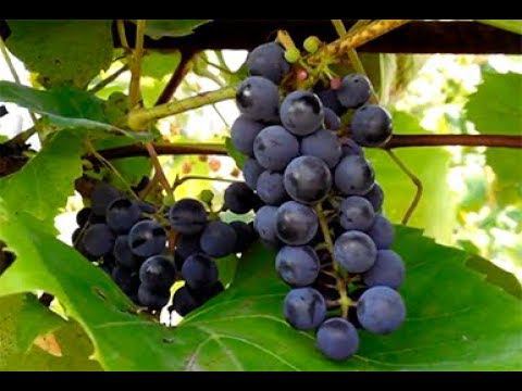 Виноград Изабелла в Подмосковье смотреть онлайн