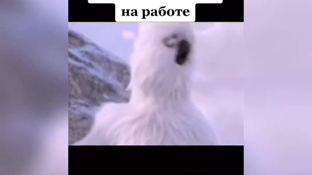 Ножки болят!Давление скачет!Прикол! смотреть онлайн