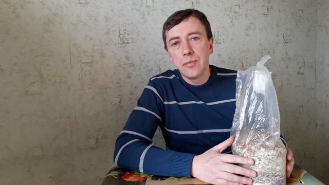 Опенок тополиный выращиваем дома. смотреть онлайн