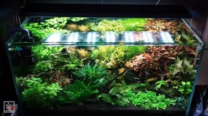 Советы по декоративному оформлению аквариума