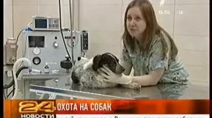 Догхантеры - террористы общественной нравственности.