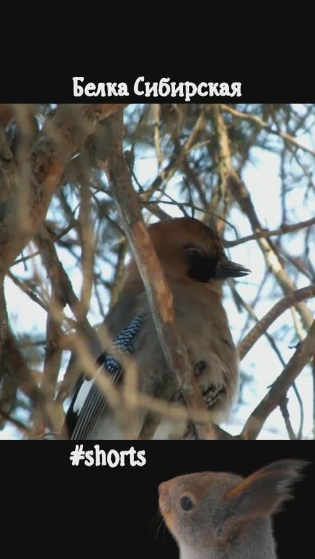 #shorts Сойка и ее пение