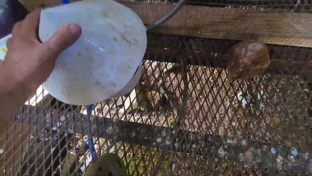 Голуби Сергея.гАтланта США. Обзор голубей и инвентаря. Sergey's Pigeons.Atlanta City. Pigeon Review