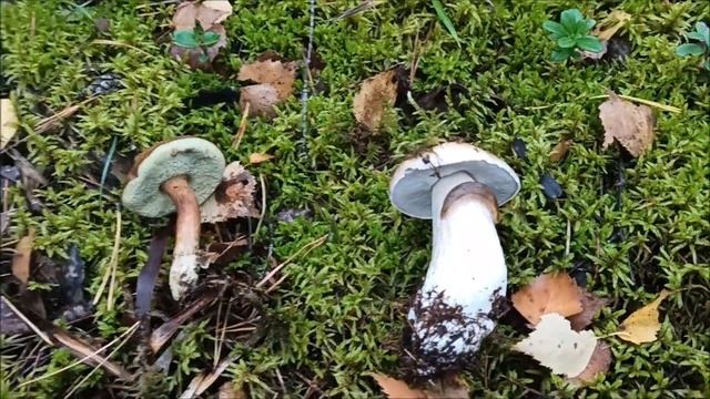Белые, подосиновики, маслята, польские,зеленушка осенние изобилие. грибы 2021..mp4 смотреть онлайн