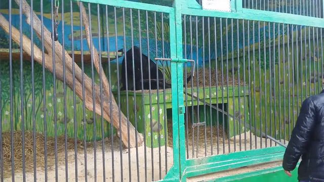 Бьет пантеру смотреть онлайн