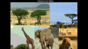 253  Природные зоны Африки