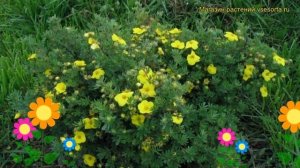Лапчатка кустарниковая Голдтеппич. Краткий обзор, описание potentilla fruticosa Goldteppich
