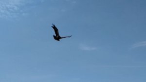 Степной Орёл и орлята