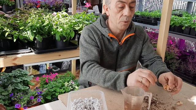Отличный способ размножения лилий чешуйками!!! смотреть онлайн