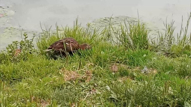 Райский прудик, милое семейство уточек:)) смотреть онлайн