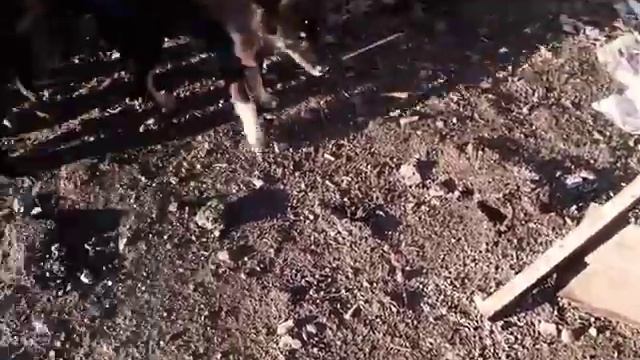 Погода хорошая и много голодных собак смотреть онлайн