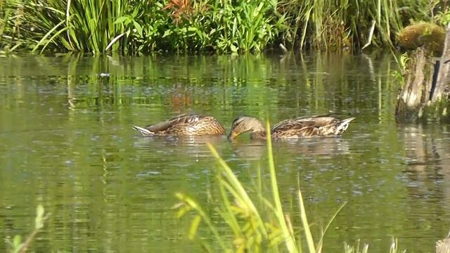 Утки завтракают смотреть онлайн