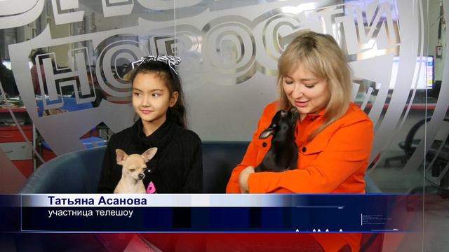 Парочка чихуахуа из Орска набирает миллионы просмотров в соцсетях 2 смотреть онлайн