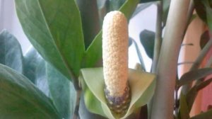 Как заставить цвести ДОЛЛАРОВОЕ ДЕРЕВО | Цветение ЗАМИОКУЛЬКАСА