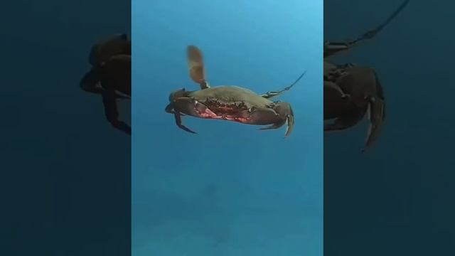 Ублдок, мать твою, а ну иди сюда, 💩 собачье, решил ко мне лезть? Ты, засранец вонючий.. смотреть онлайн