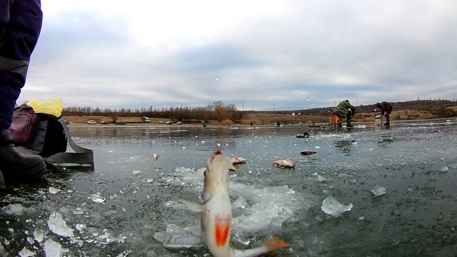 Зимняя рыбалка / Первый и опасный лёд! Жор окуня на мормышку смотреть онлайн