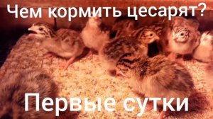 Чем кормить цесарят первые сутки?