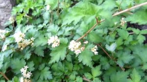 Стефанандра "Криспа"