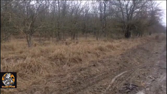Охота на лису с гончей РПГ султан смотреть онлайн