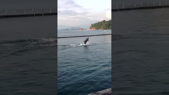 Dolphin Friends смотреть онлайн