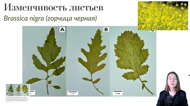 Крестоцветные: основные особенности смотреть онлайн