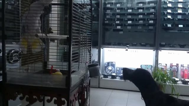 ПОПУГАЙ СТЁПА ЛАЕТ НА СОБАКУ смотреть онлайн