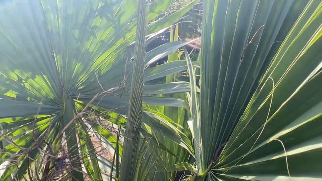Sabal brazoria - first frond of 2021 смотреть онлайн