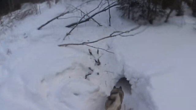 УШЁЛ В ТАЙГУ НА ЛЫЖАХ-рыбалка в таёжном ручье-ВОДЫ НЕТ! НЕТ И РЫБЫ смотреть онлайн