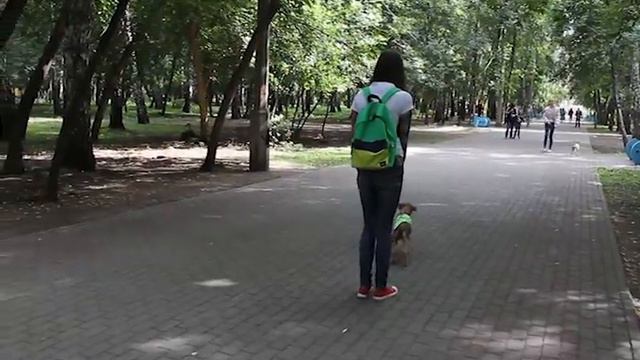 Акция "Погуляй со мной" смотреть онлайн