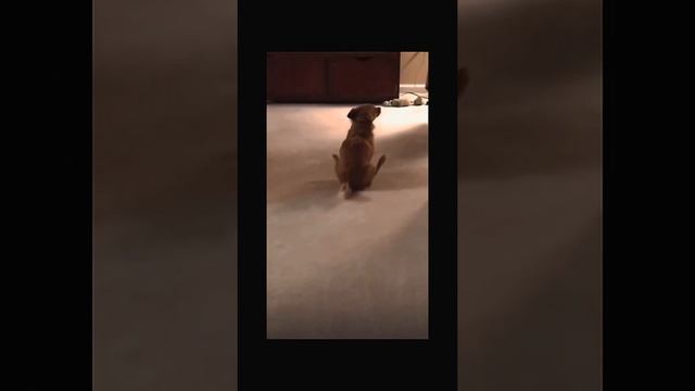 Зачем собаки это делают? Нюхают под хвостом. смотреть онлайн