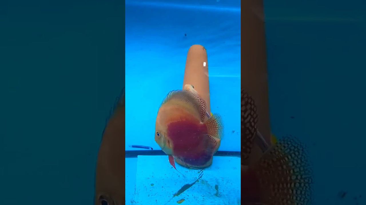 Наконец-то заработали красно белые дискусы #aquarium #discus #аквариум #дискусы #аквариумныерыбки смотреть онлайн