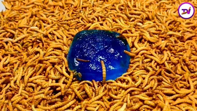 Ice vs mealworm |Destruction of 10000 worms with poisoned ice |worm time lapse смотреть онлайн