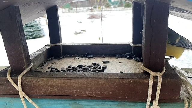 Синицы в кормушке. Ноябрь#3 смотреть онлайн
