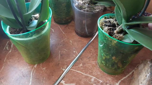 Мох зимой для орхидей Вокруг нас! В магазин ходить не надо! #орхидея смотреть онлайн