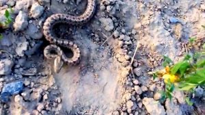 Злой полоз трясущий хвостом как гремучник.